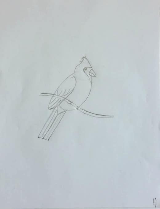 Audubon Inspired Bird Study and Cardinal Drawing Tutorial