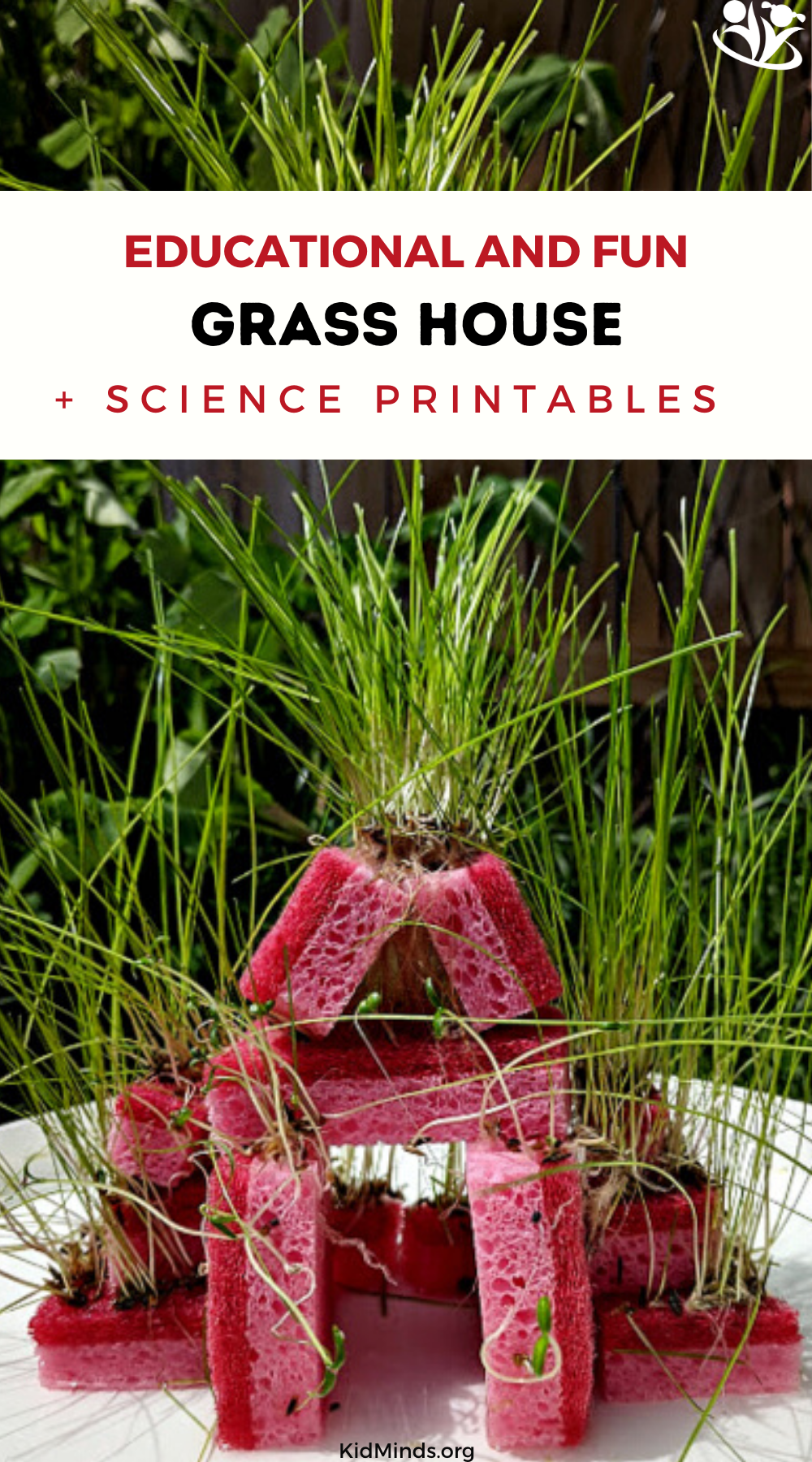 Got kitchen sponges and seeds? Then you have to try growing a grass house with your kids. #kidsactivities #STEM #scienceforlittlekids #handsonlearning #laughingkidslearn #kidminds #grassscience