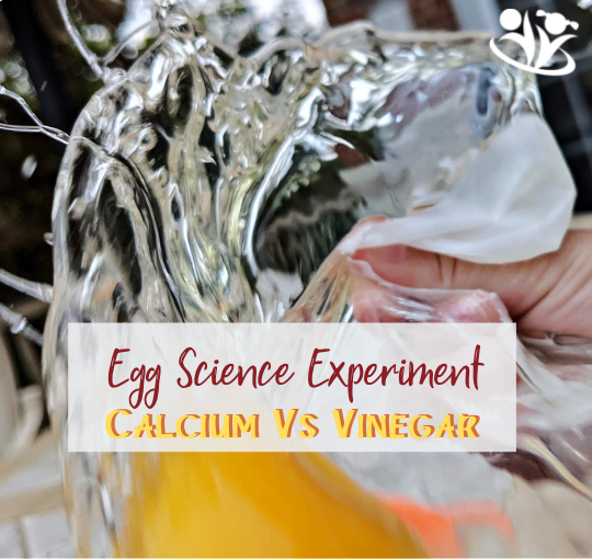 Whether you’re looking for an easy #science activity, a spring-themed #experiment, some kitchen science, a hands-on #egg exploration, or a kid-friendly introduction to #chemistry, this one is for you! #handsonlearning #kidsactivities #STEAM #calcium