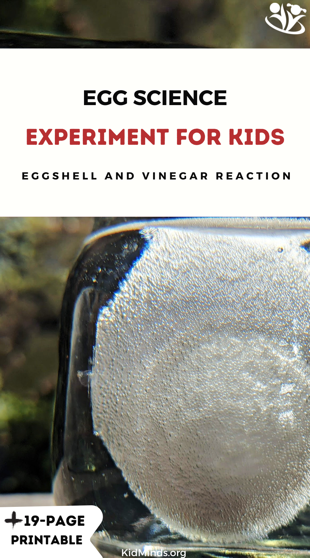Whether you’re looking for an easy #science activity, a spring-themed #experiment, some kitchen science, a hands-on #egg exploration, or a kid-friendly introduction to #chemistry, this one is for you! #handsonlearning #kidsactivities #STEAM #calcium