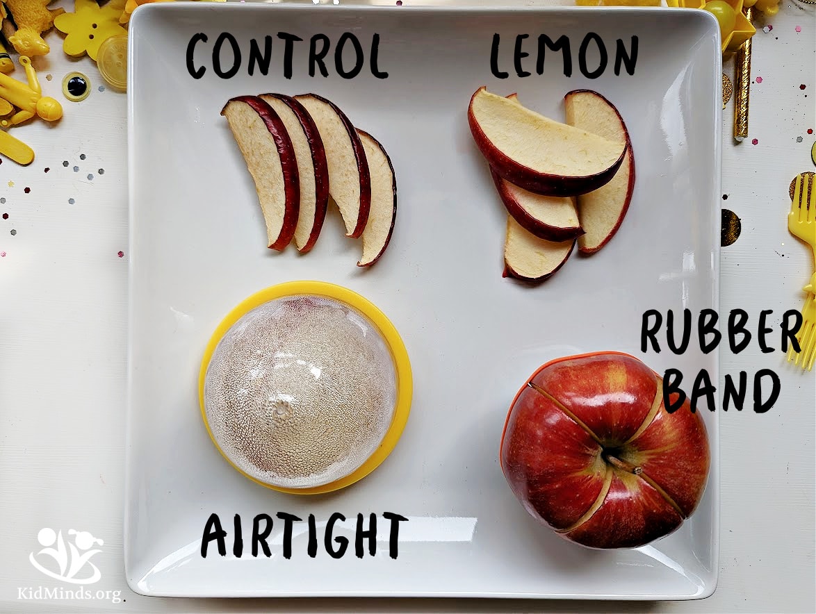 This fun and educational activity allows kids to explore different methods to keep apples from turning brown.  #STEM #applescience #fallscience #apples #kidsactivities #kidminds #elementaryeducation #earlylearning #learning