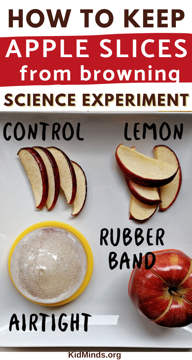 This fun and educational activity allows kids to explore different methods to keep apples from turning brown.  #STEM #applescience #fallscience #apples #kidsactivities #kidminds #elementaryeducation #earlylearning #learning