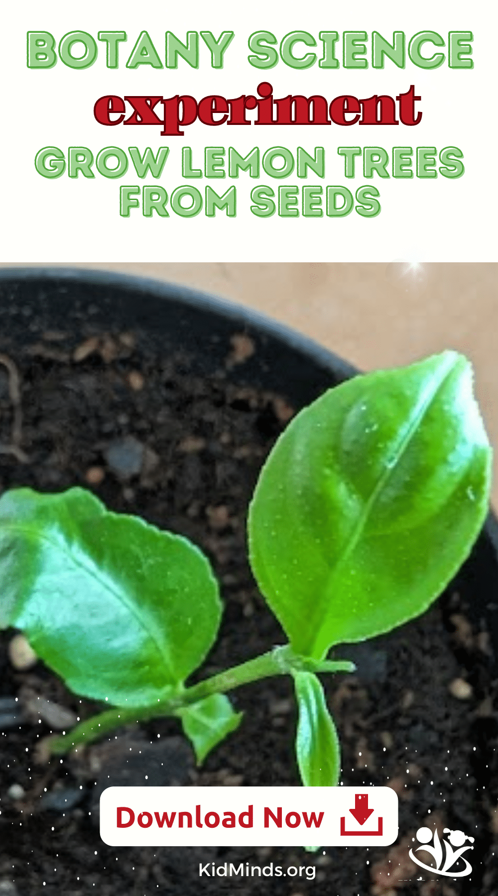 Let's explore how to turn a tiny lemon seed into a flourishing tree. Join us, and let's make learning a zestful adventure. #kidsactivities #lemontree #creativelearning #earlyeducation #STEM #STEAM #botany #science4kids #handsonlearning
