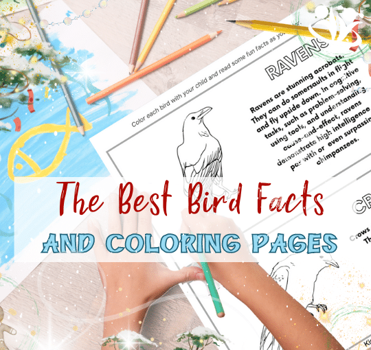 Discover some amazing facts about the 14 most popular birds in the world with our FREE, downloadable coloring pages!  #kidsactivities #birds #downloads #coloringpages #creativelearning #learning #laughingkidslearn #kidminds #elementarylearning